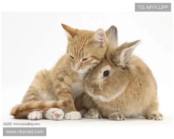 养猫的足球明星是谁他与爱猫的温馨故事揭秘 养猫的足球明星是谁他与爱猫的温馨故事揭秘